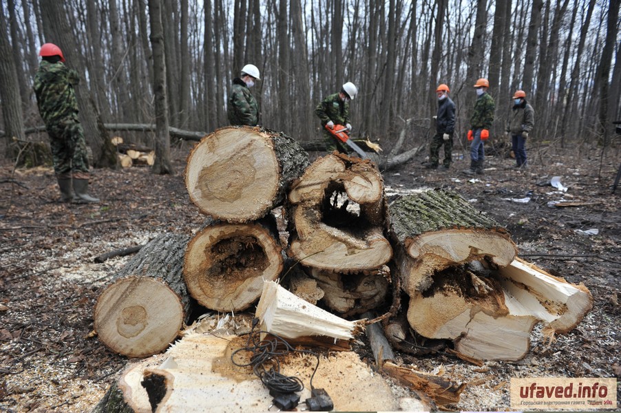 Ратмир Мавлиев ответил, зачем в центре города вырубили деревья