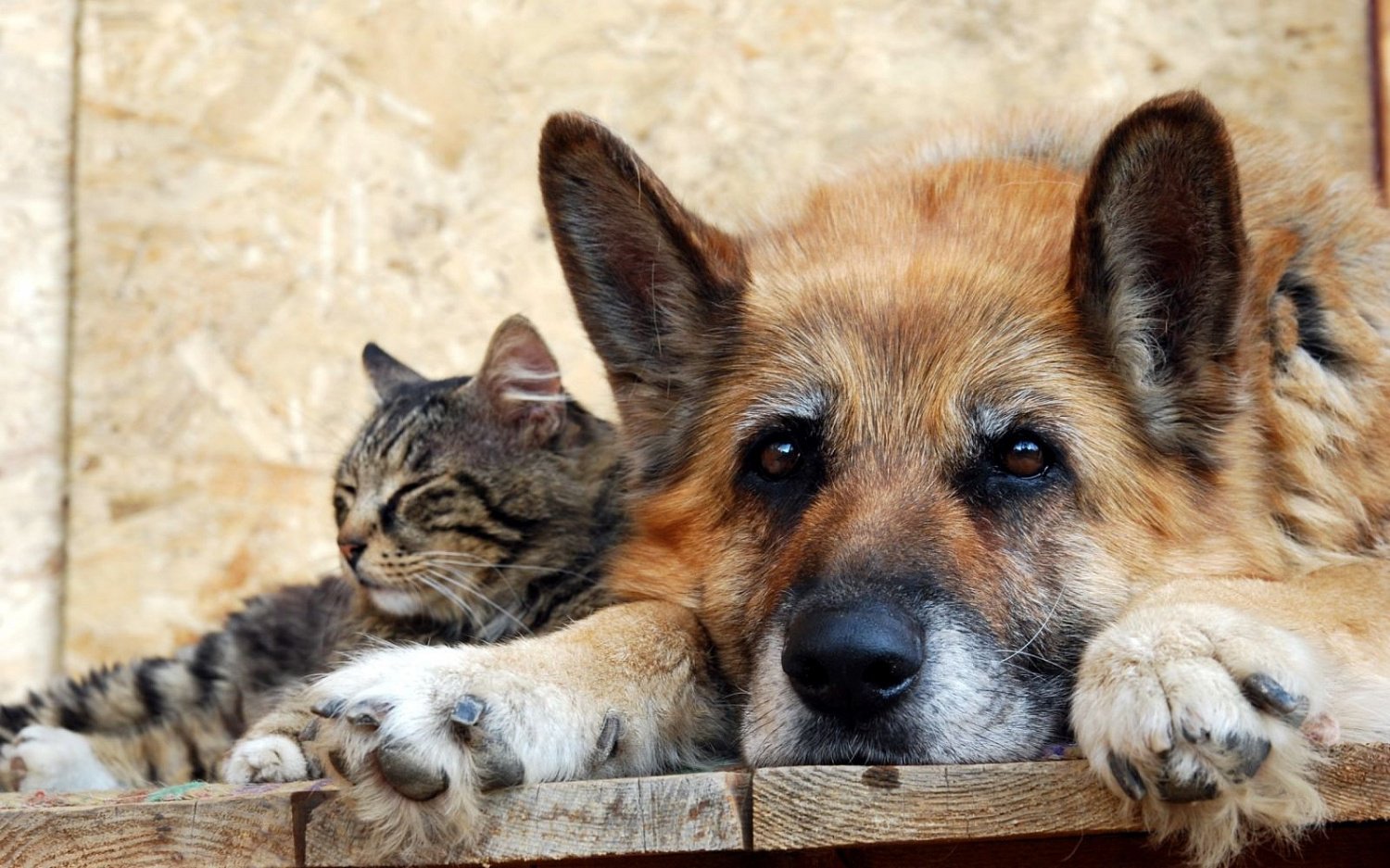 В 2019 году в Башкирии чипируют домашних животных
