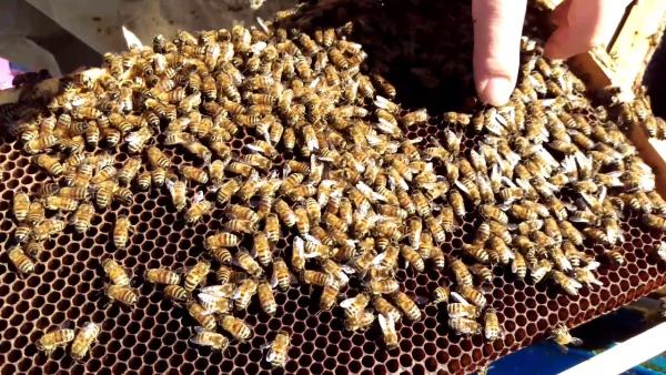 В Башкирии будет создана соцсеть для пчеловодов