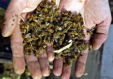 Виновники массовой гибели пчел в Башкирии определены