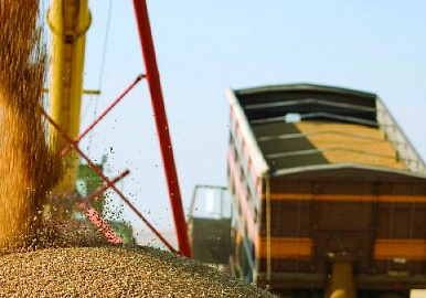 500 тыс. тонн башкирского зерна планируют отгрузить за пределы республики 