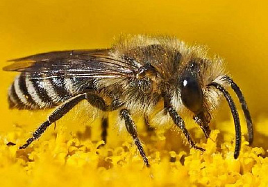 На спасение пчел в  Башкирии выделят миллионы рублей