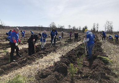 Сотрудники Почты России высадили в Башкирии пять тысяч деревьев
