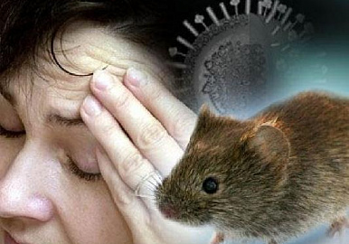 В Башкирии вырос уровень заболеваемости мышиной лихорадкой