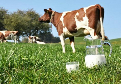 С 1 июля вступают в силу новые правила размещения молочных продуктов в торговых залах магазинов