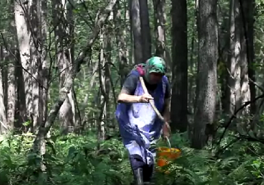 Видео: как не заблудиться в лесу?