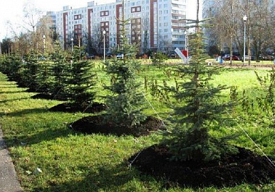За месяц в Башкирии высажено более 2 млн деревьев