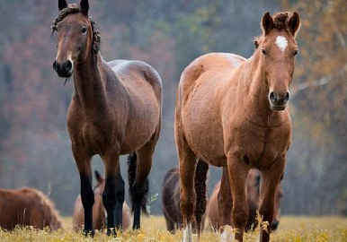 В Башкирии пройдет конкурс объездчиков лошадей