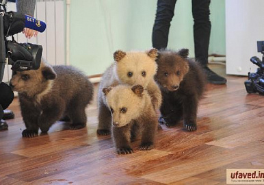 В уфимском парке Лесоводов родились пятеро медвежат