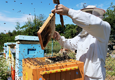 В России появится реестр пчеловодов