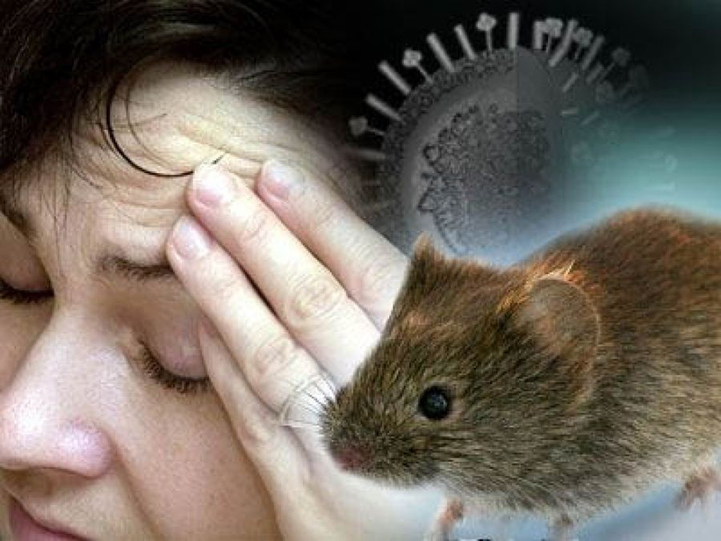 В Уфе отмечается рост числа заболевших мышиной лихорадкой