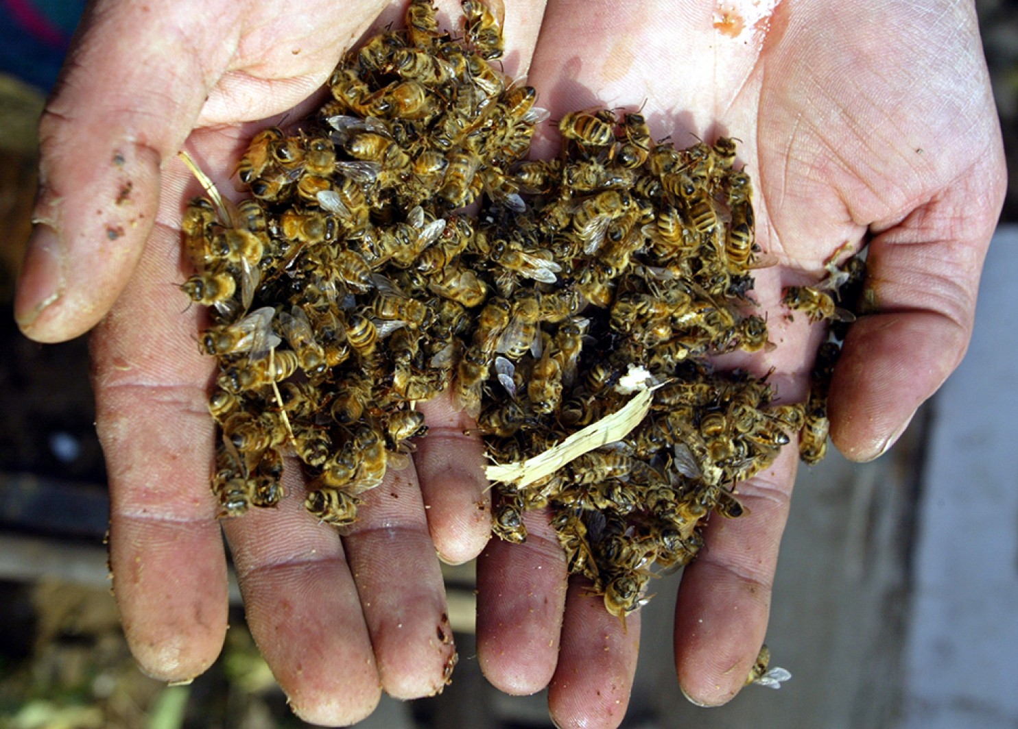 Виновники массовой гибели пчел в Башкирии определены