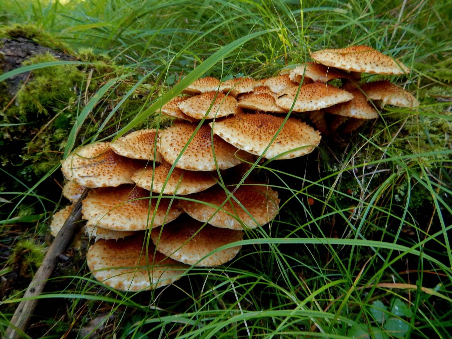Несъедобные грибы в башкирии фото