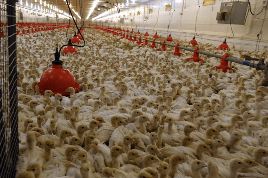 Птицекомплекс в Башкирии к концу года произведет 25 тысяч тонн мяса
