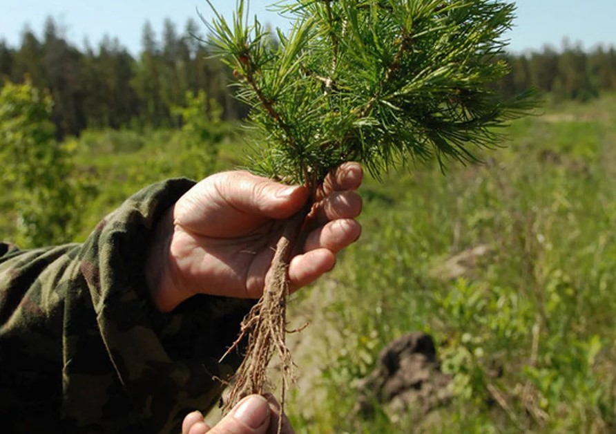 В Башкортостане арендаторы лесных участков восстанавливают лес