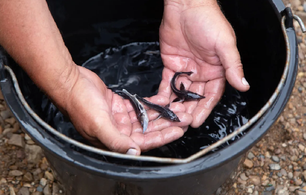 В Павловское водохранилище запустили более 15 тысяч мальков стерляди