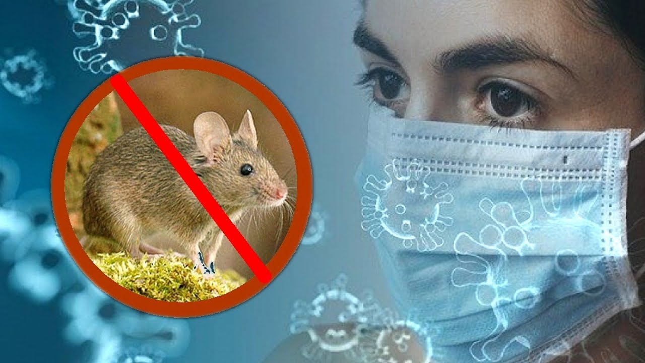 Заболеваемость мышиной лихорадкой в Башкирии выросла в 9 раз