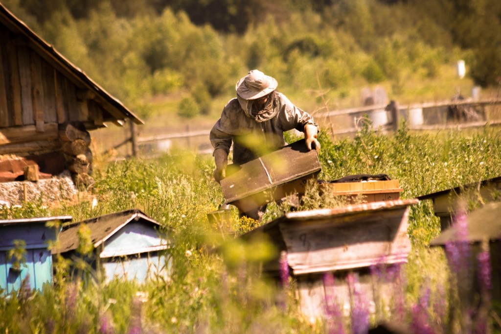  Пчеловоды Башкортостана соберутся на съезд в Уфе 