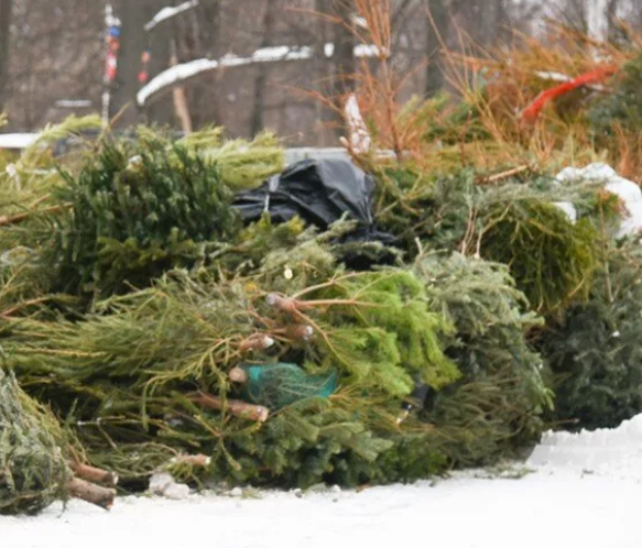 В Уфе отправили на переработку более тысячи новогодних ёлок