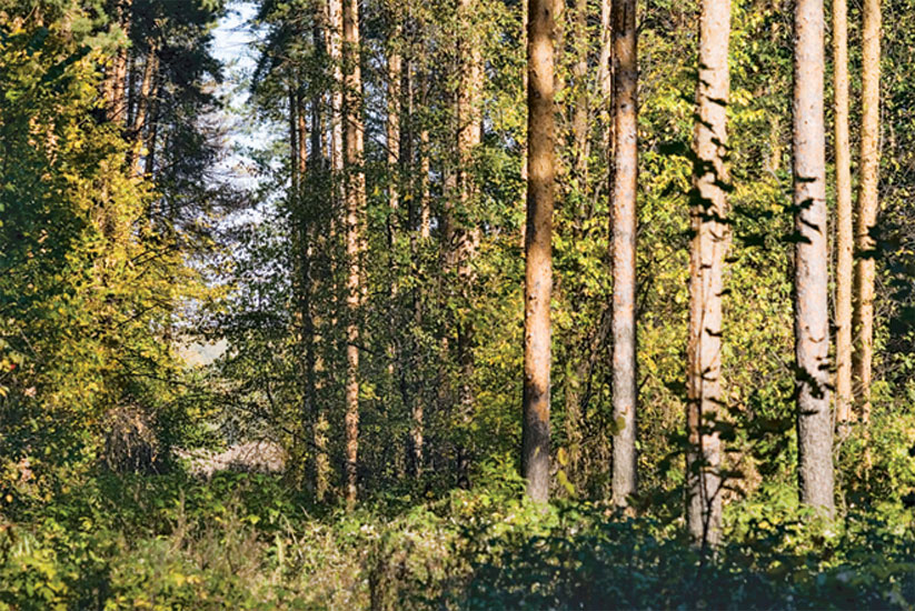 В Башкирии на сохранение лесов направят 163,6 млн. рублей 