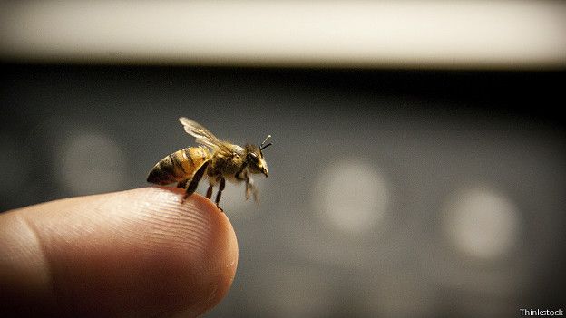 В Башкирии скончался капитан полиции, которого покусали пчелы