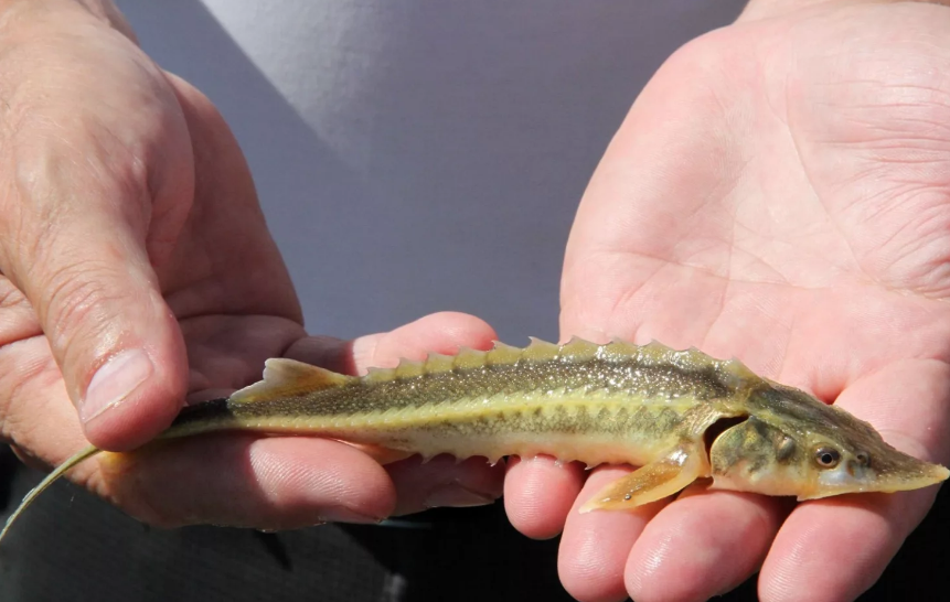 АНК «Башнефть» выпустила в водоемы 150 тысяч мальков ценных видов рыбы