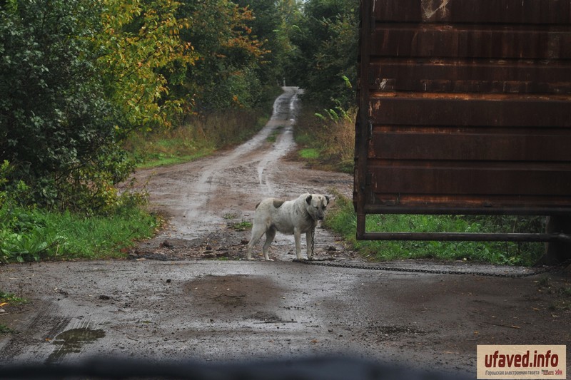 В Башкирии предложили новые способы регулирования численности одичавших собак