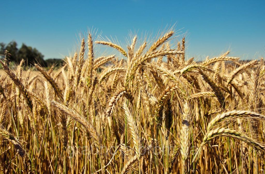 Селекционеры Башкирского НИИСХ создали новый сорт озимой пшеницы.