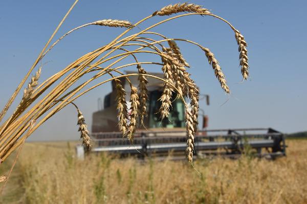 Более 1,7 млн тонн зерна собрали хлеборобы Башкортостана
