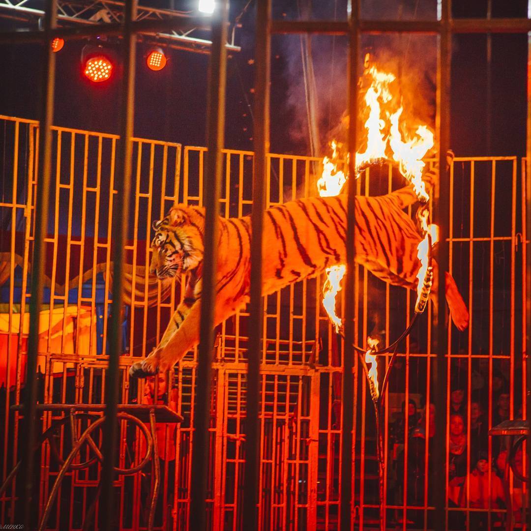 Цирк бенгальские тигры. Бенгальские тигры цирк во Владимире. Цирк про бенгальских тигров. Тигр в цирке. Цирк Виват тигры.