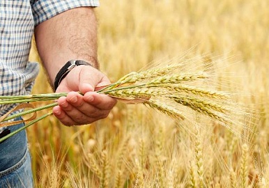 В Башкирии начался прием заявок на грант для сельхозпроизводителей