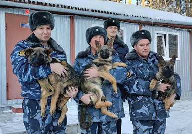 Кинологи УФСИН России по РБ приняли на воспитание 7 породистых щенков