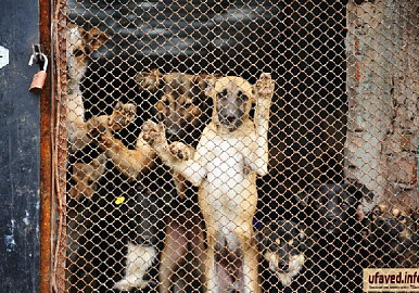 Алабай Принцесса и другие питомцы собачьего приюта в Бирске