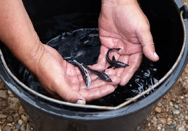 В Павловское водохранилище запустили более 15 тысяч мальков стерляди