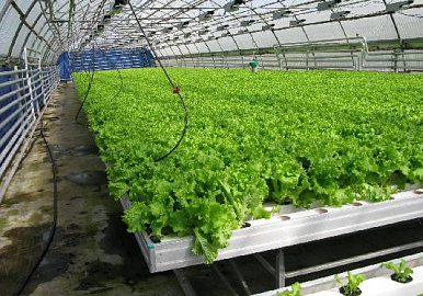 Жители башкирского села  организовали бизнес на выращивании салата