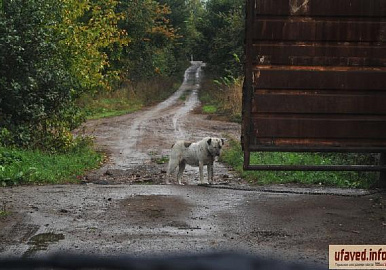 В Башкирии предложили новые способы регулирования численности одичавших собак