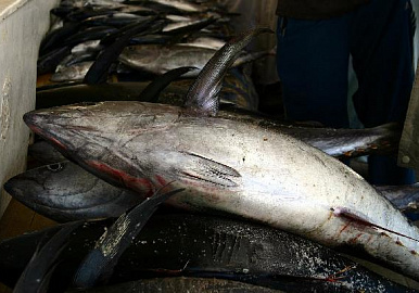 В Башкортостане построят рыбный завод на 5,3 млрд рублей