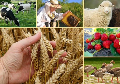 За три года более 13 процентов всех сельхозкооперативов России созданы в Башкортостане