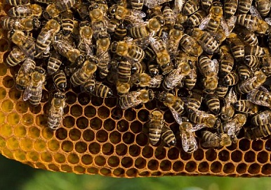 В Башкирии поддержат колодно-бортевое пчеловодство