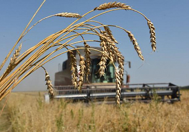 Более 1,7 млн тонн зерна собрали хлеборобы Башкортостана